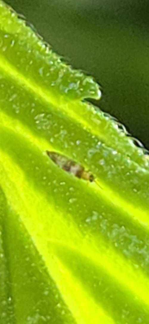 Easy Bud. Week 7