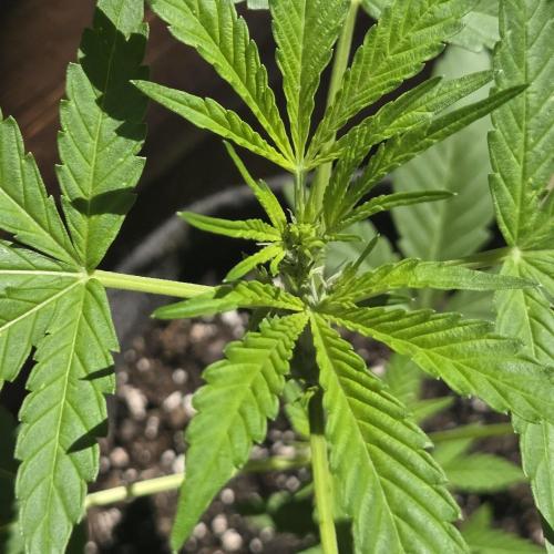 Easy Bud Auto Outdoor Grow - Rookie. Week 5