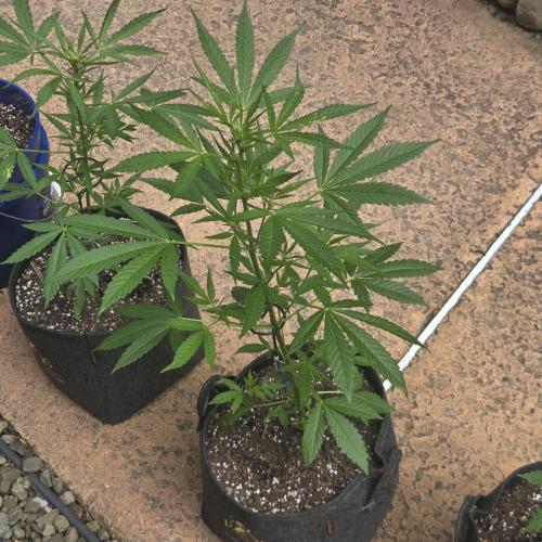 Easy Bud Auto Outdoor Grow - Rookie. Week 6