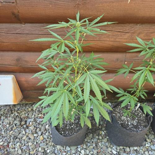 Easy Bud Auto Outdoor Grow - Rookie. Week 7
