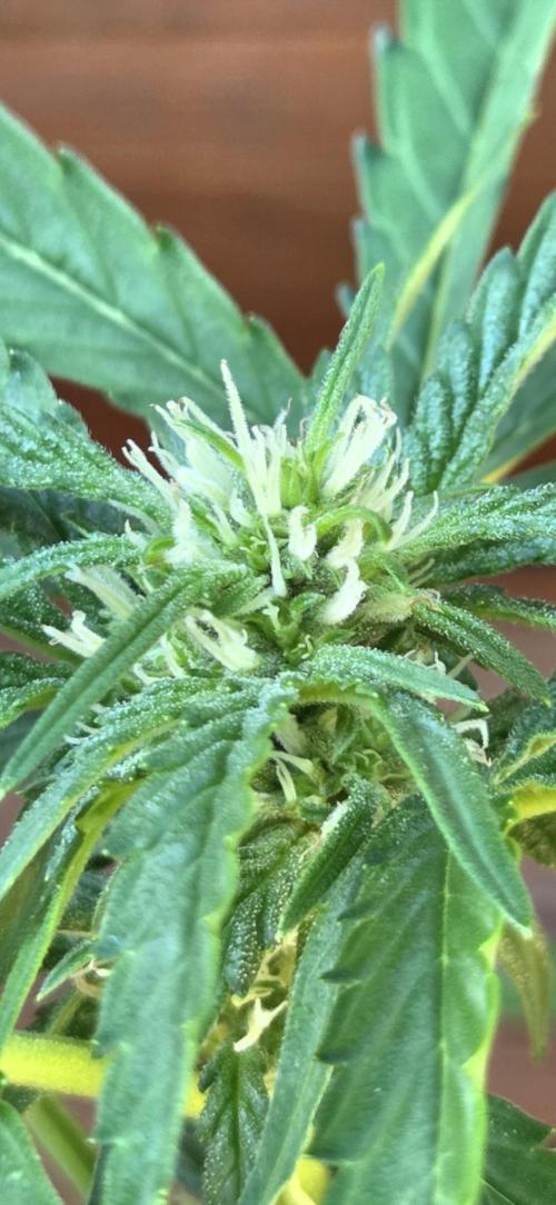 Easy Bud. Week 7