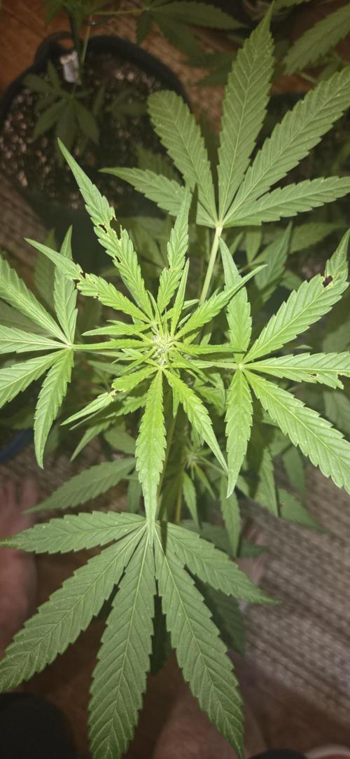 Easy Bud Auto Outdoor Grow - Rookie. Week 6