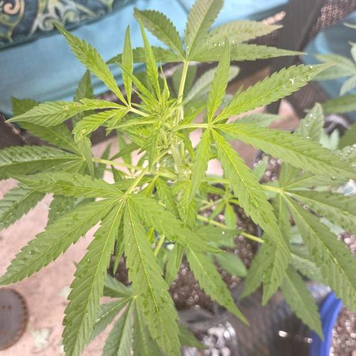 Easy Bud Auto Outdoor Grow - Rookie. Week 6