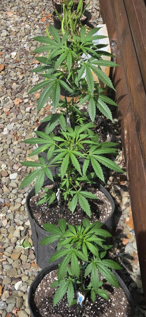Easy Bud Auto Outdoor Grow - Rookie. Week 6