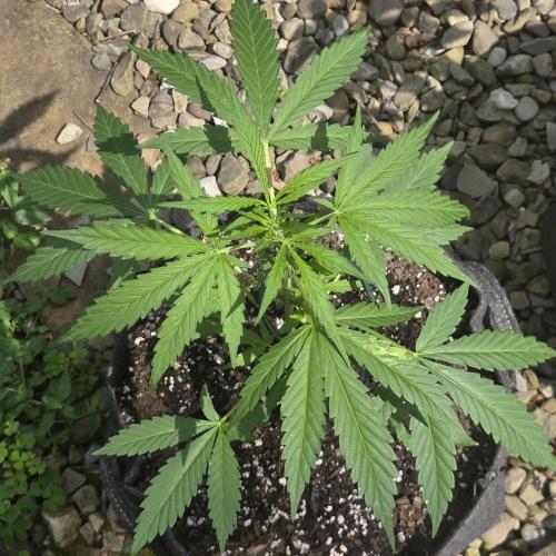 Easy Bud. Week 6