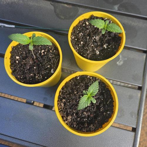 Northern Light Automatic. Week 1