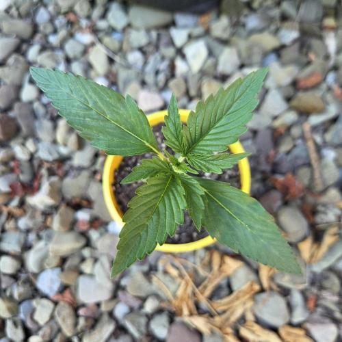 Northern Lights Auto - 2nd Try. Week 2