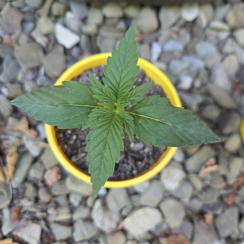 Northern Lights Auto - 2nd Try. Week 2