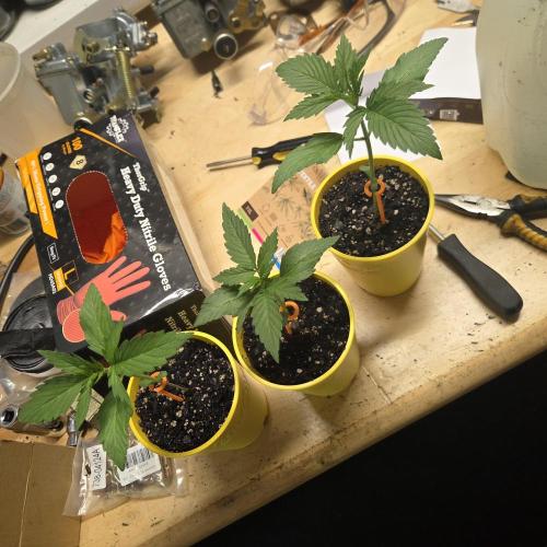 Northern Lights Auto - 2nd Try. Week 2