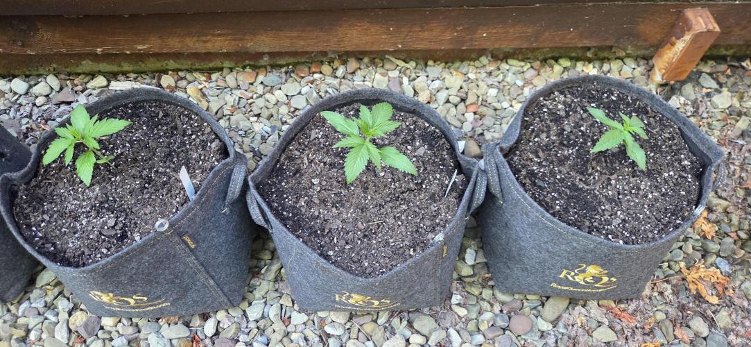 Northern Light Automatic. Week 2