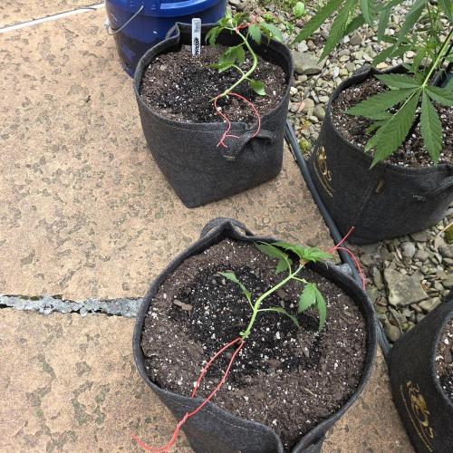 Northern Lights Auto - 2nd Try. Week 3
