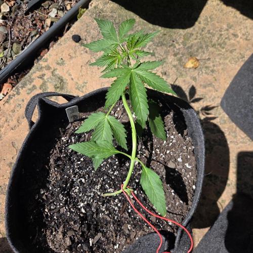 Northern Lights Auto - 2nd Try. Week 3