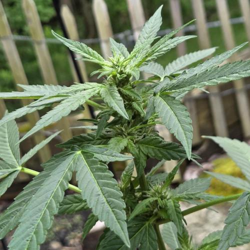 Easy Bud Auto Outdoor Grow - Rookie. Week 8