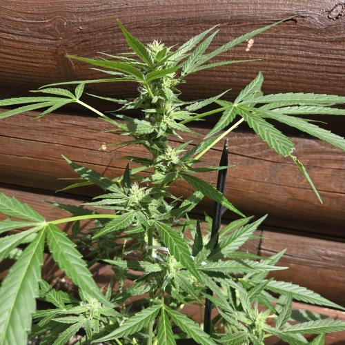 Easy Bud Auto Outdoor Grow - Rookie. Week 8