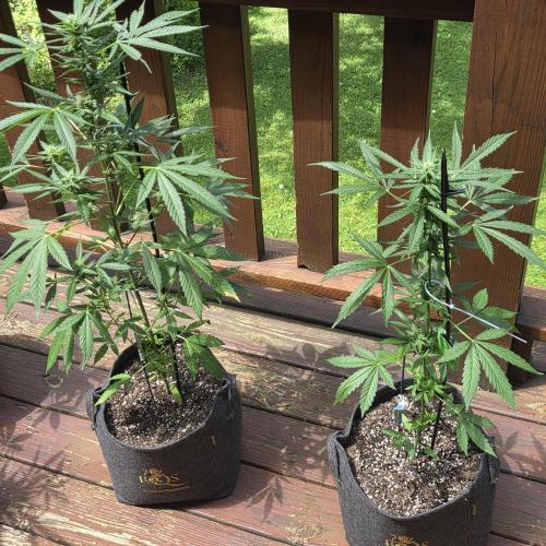 Easy Bud Auto Outdoor Grow - Rookie. Week 8