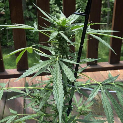 Easy Bud Auto Outdoor Grow - Rookie. Week 8
