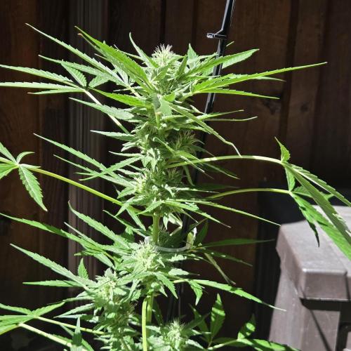 Easy Bud Auto Outdoor Grow - Rookie. Week 8
