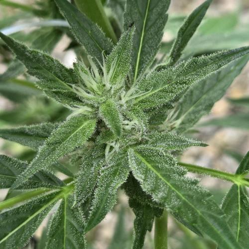 Easy Bud Auto Outdoor Grow - Rookie. Week 8