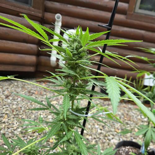 Easy Bud. Week 8