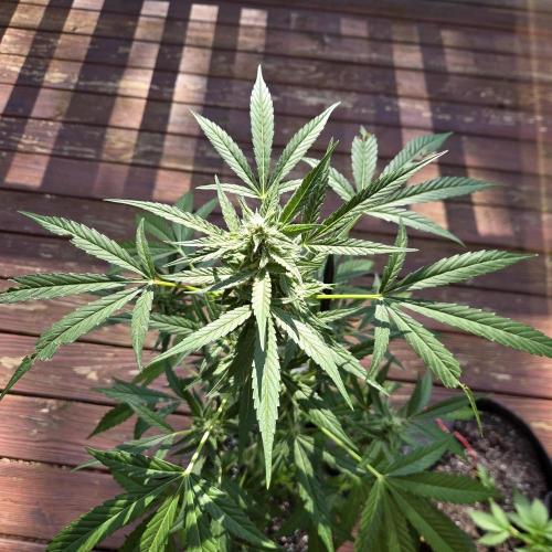 Easy Bud Auto Outdoor Grow - Rookie. Week 9