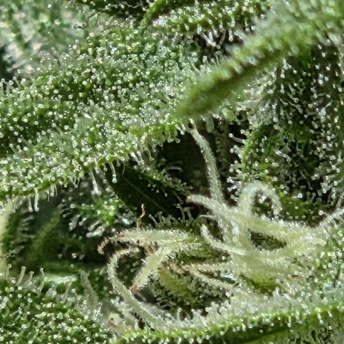 Easy Bud Auto Outdoor Grow - Rookie. Week 9