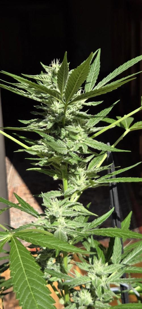 Easy Bud Auto Outdoor Grow - Rookie. Week 9