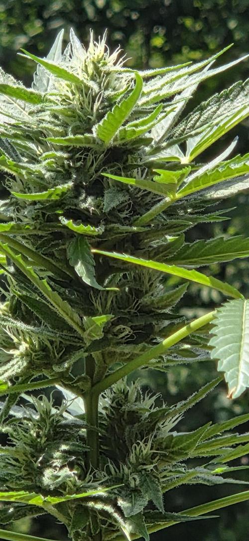 Easy Bud Auto Outdoor Grow - Rookie. Week 9
