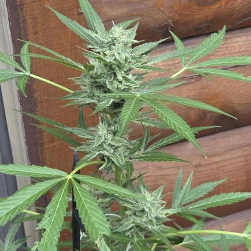 Easy Bud Auto Outdoor Grow - Rookie. Week 9