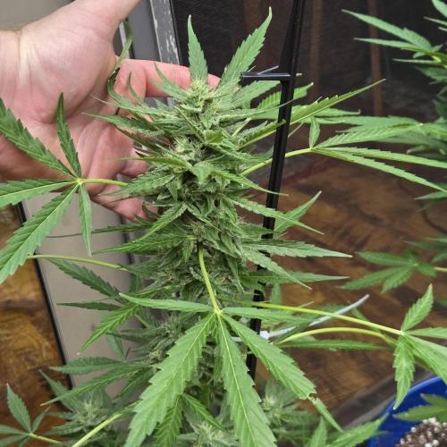 Easy Bud Auto Outdoor Grow - Rookie. Week 9