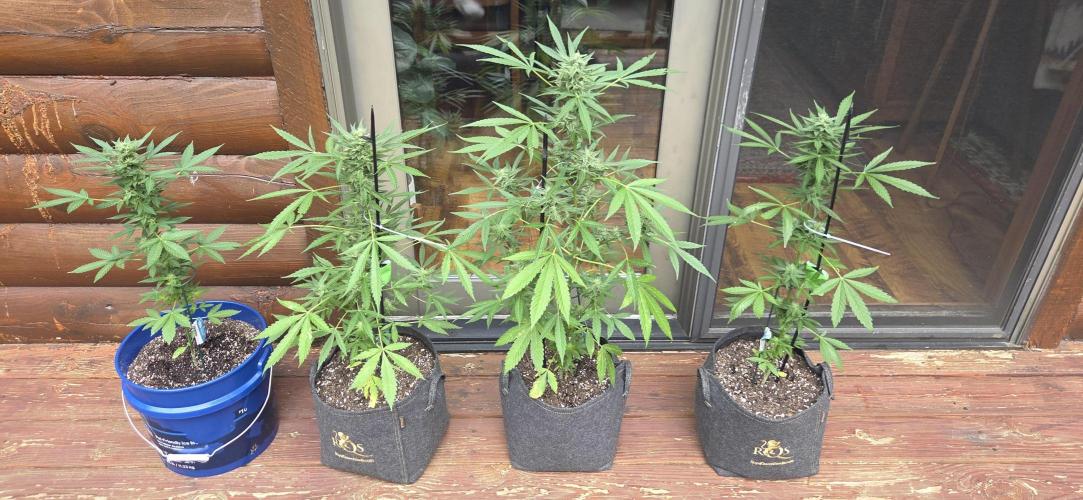 Easy Bud Auto Outdoor Grow - Rookie. Week 9