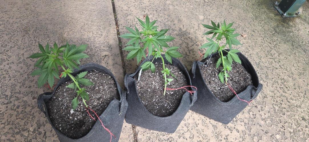Northern Lights Auto - 2nd Try. Week 4