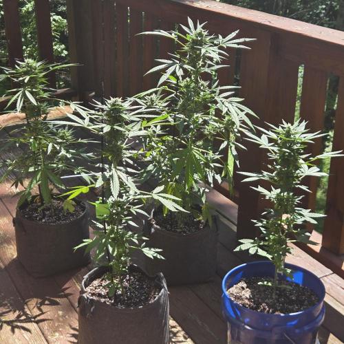 Easy Bud Auto Outdoor Grow - Rookie. Week 10