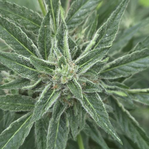 Easy Bud Auto Outdoor Grow - Rookie. Week 10