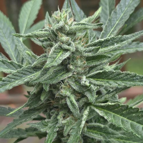 Easy Bud Auto Outdoor Grow - Rookie. Week 10