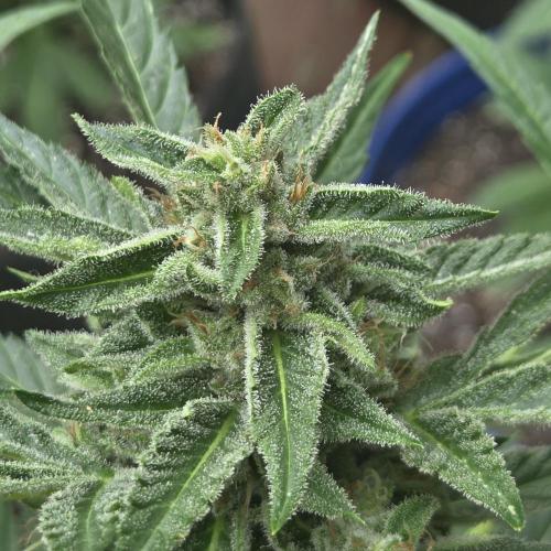 Easy Bud. Week 10