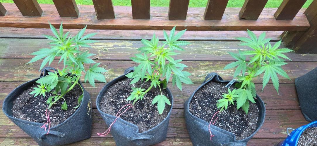 Northern Lights Auto - 2nd Try. Week 5