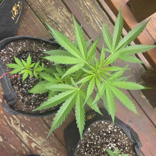 Northern Light Automatic. Week 5