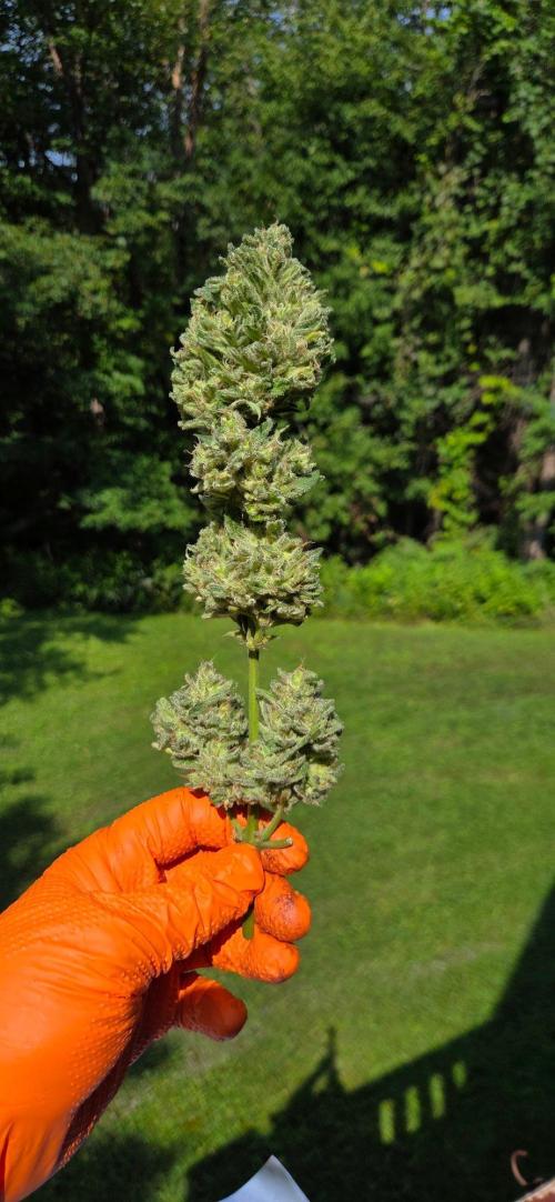 Easy Bud Auto Outdoor Grow - Rookie. Week 11