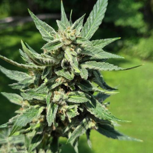 Easy Bud Auto Outdoor Grow - Rookie. Week 11