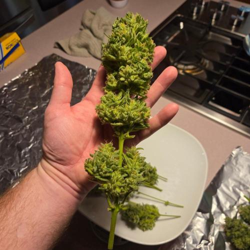 Easy Bud Auto Outdoor Grow - Rookie. Week 11