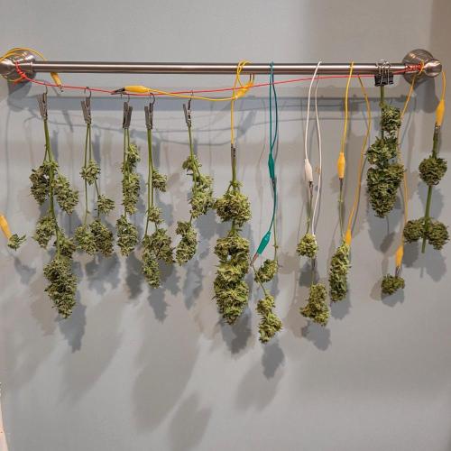 Easy Bud. Week 11