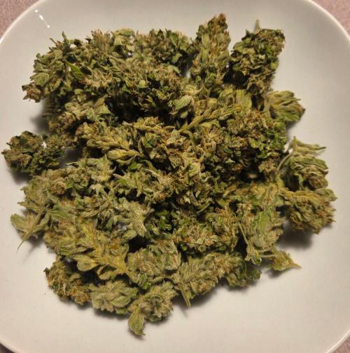 Easy Bud Auto Outdoor Grow - Rookie. Week 11