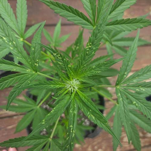 Northern Lights Auto - 2nd Try. Week 6 - thrips... no esta bien!