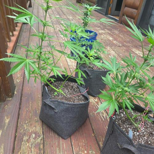 Northern Lights Auto - 2nd Try. Week 6
