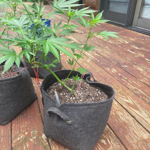 Northern Lights Auto - 2nd Try. Week 6