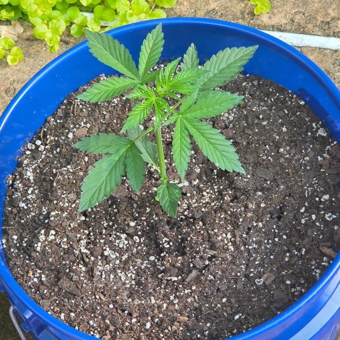 Blue Bucket Weed Pole - Northern Lights. Week 4