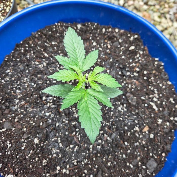 Blue Bucket Weed Pole - Northern Lights. Week 3