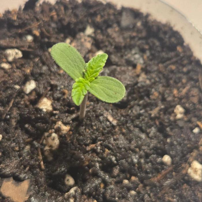 Blue Bucket Weed Pole - Northern Lights. Week 1