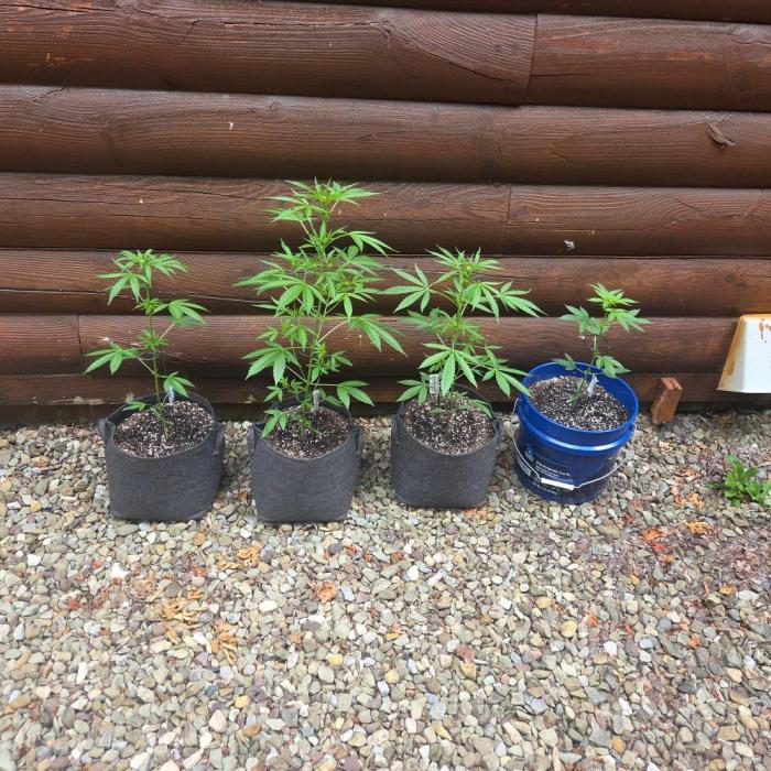 Blue Bucket Weed Pole - Northern Lights. Week 6