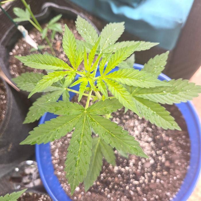 Blue Bucket Weed Pole - Northern Lights. Week 5